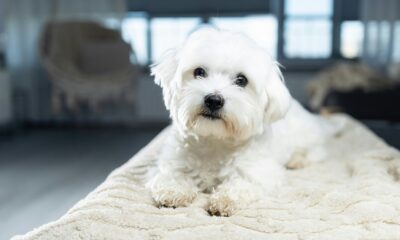 Фото: Damian Kamp @ unsplash